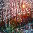 Morning Birches, Mont Tremblant
