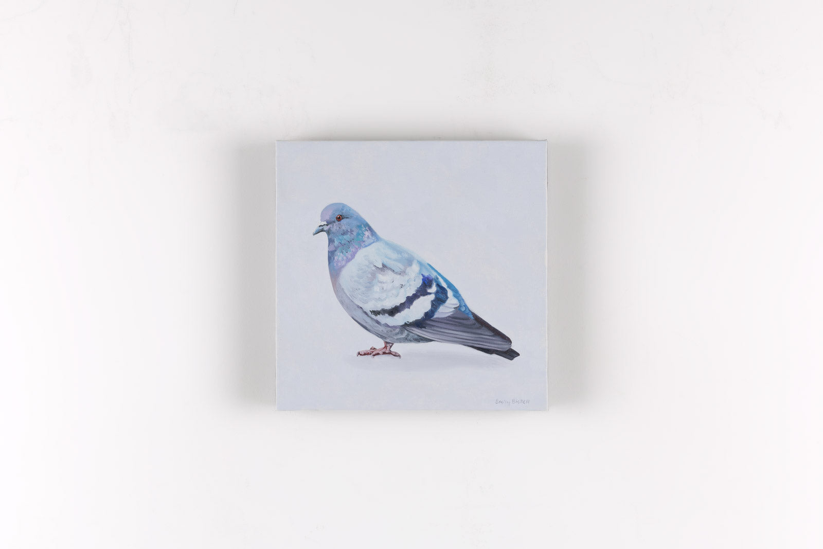 Rock Pigeon III