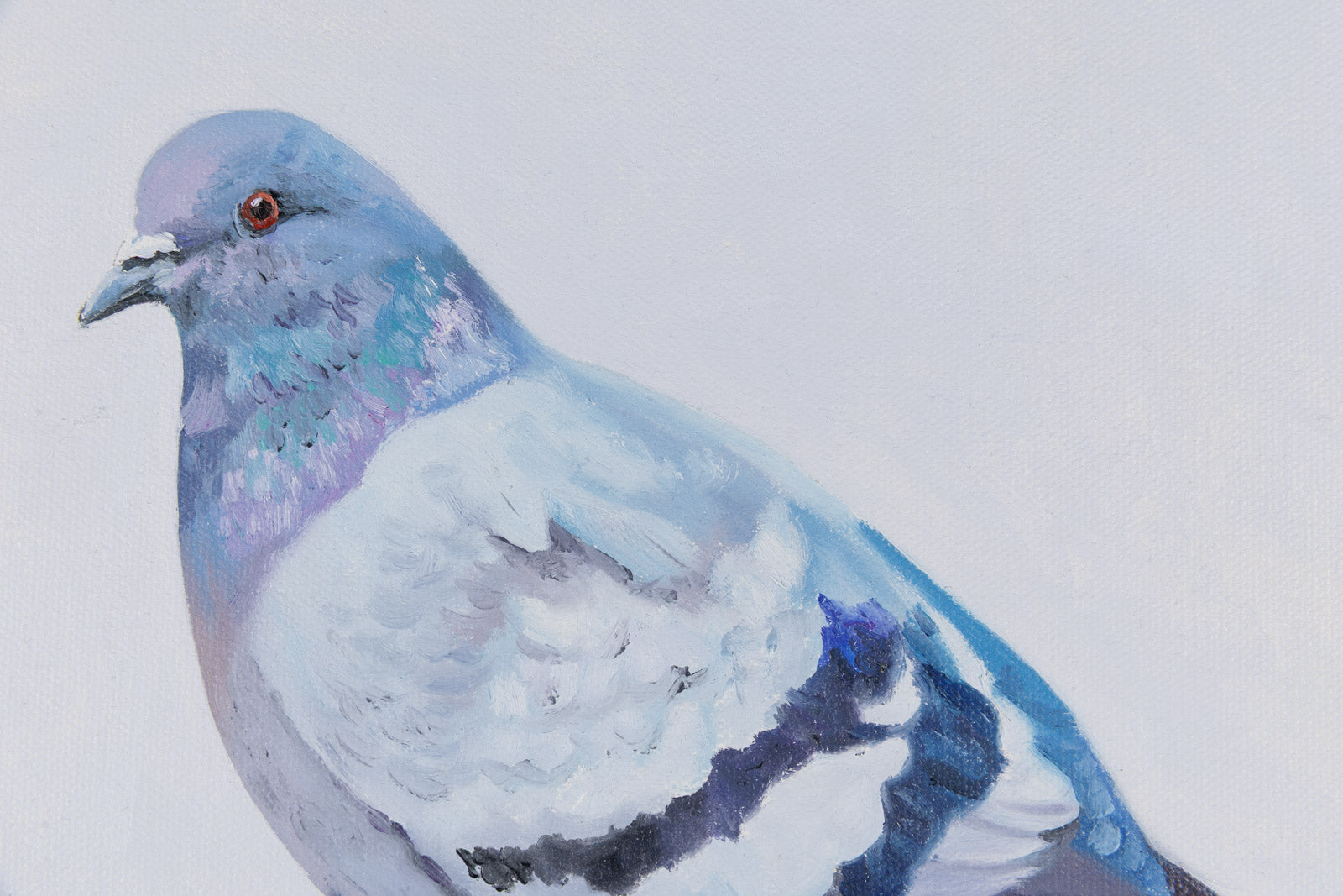 Rock Pigeon III