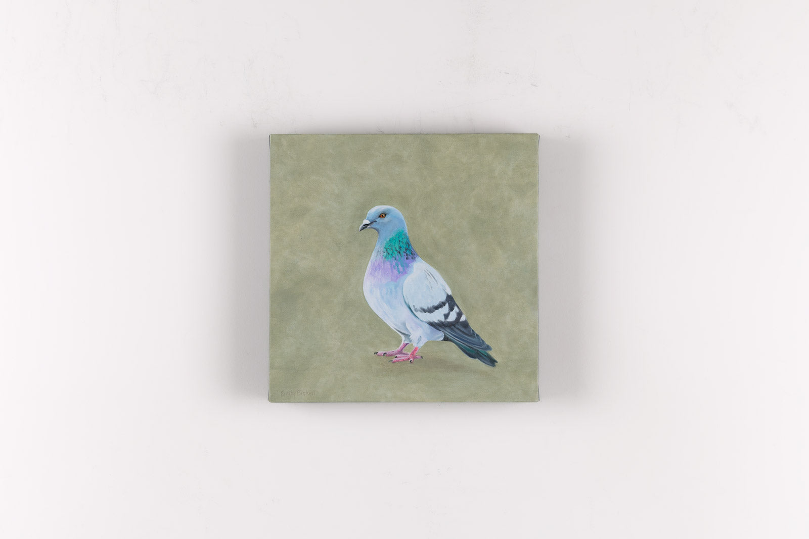 Rock Pigeon 11