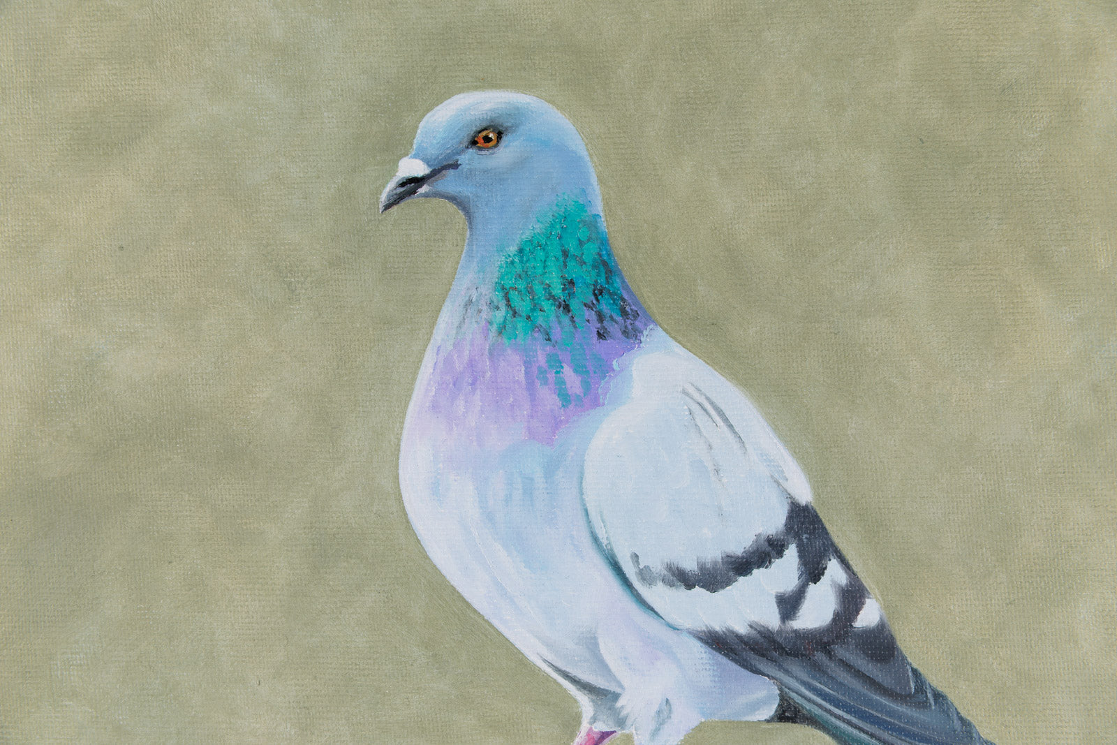 Rock Pigeon 11
