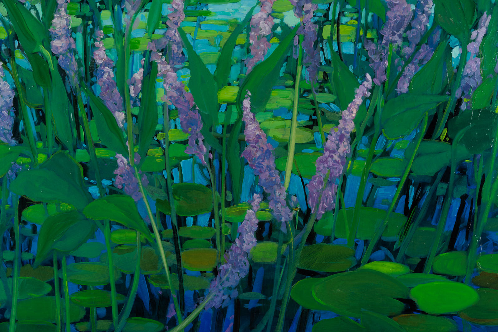 Purple Waterlilies