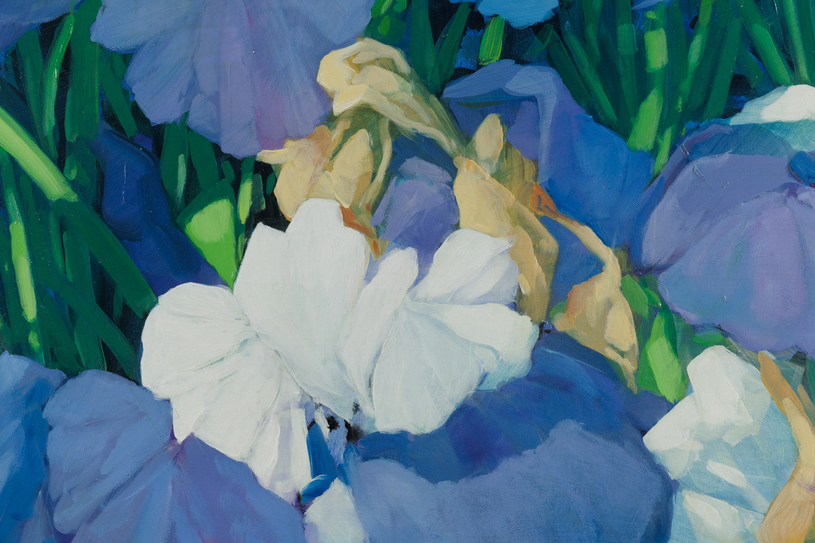 Mauve Irises