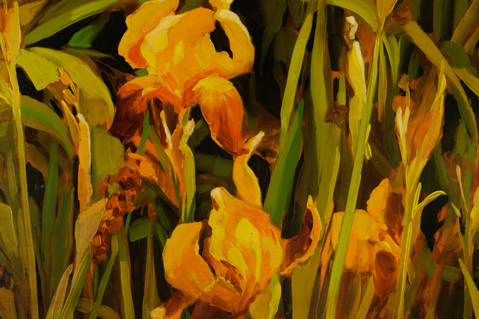 Yellow Irises