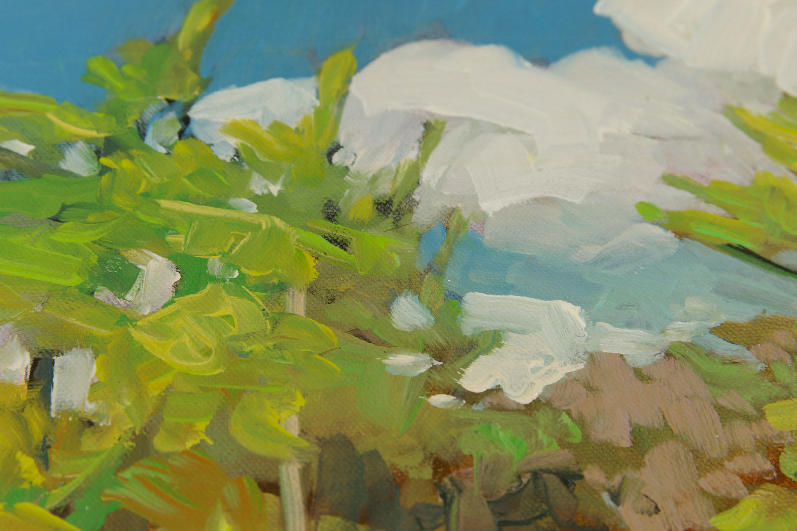 Pines On The Shore