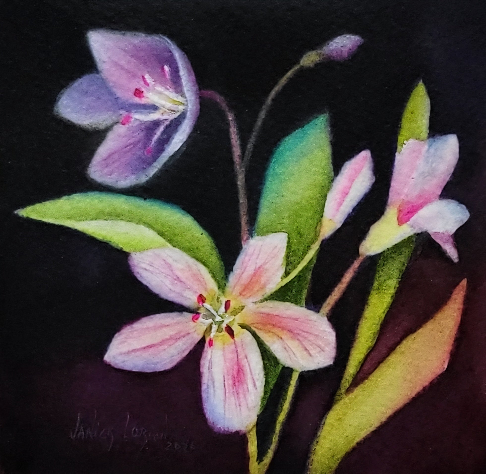 Claytonia II