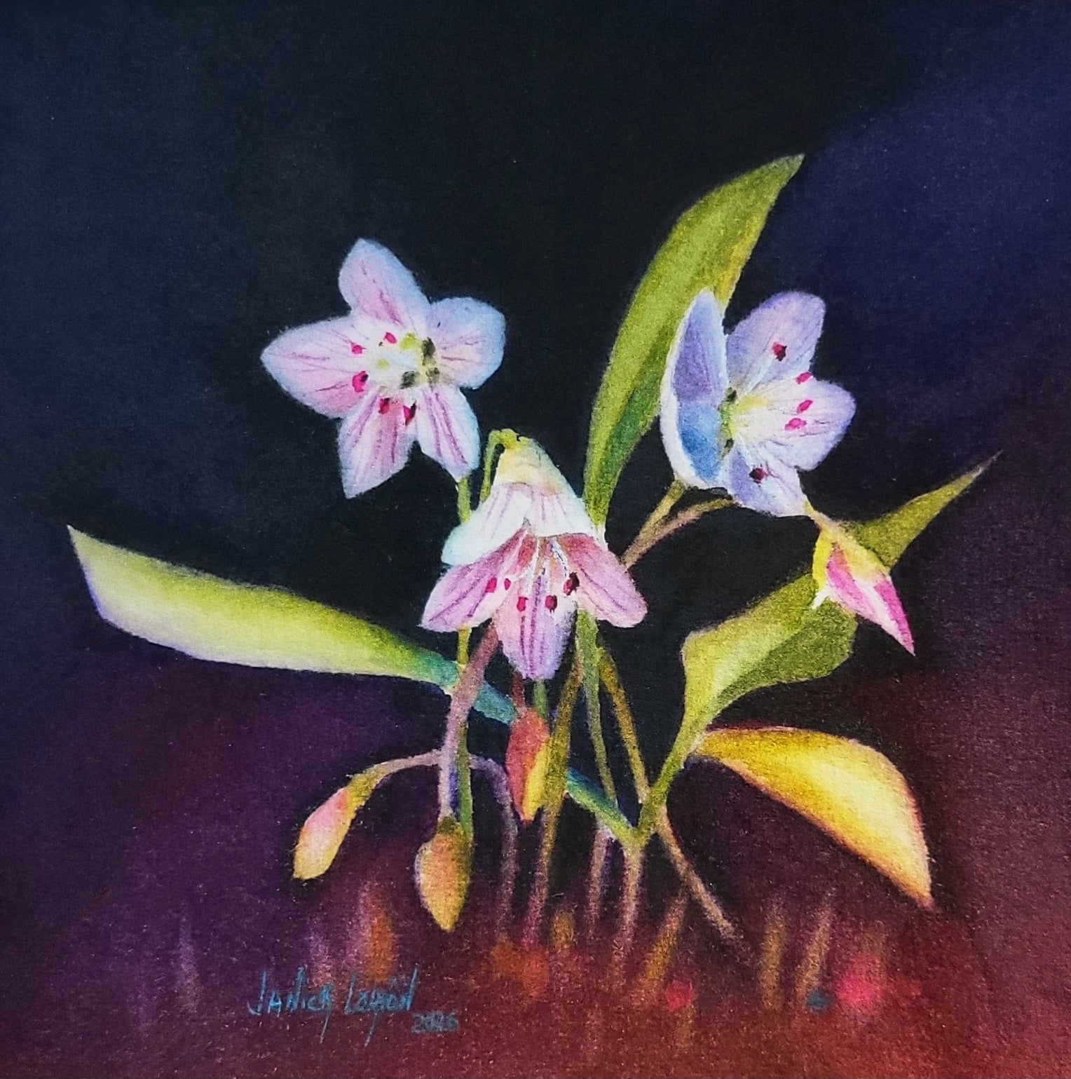 Spring Beauties