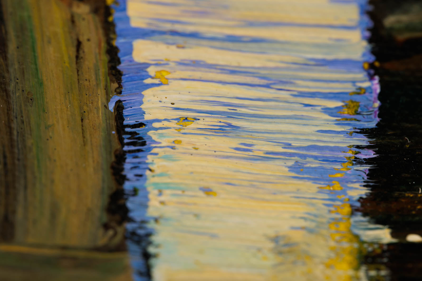 A Peek Through The Pine Trees