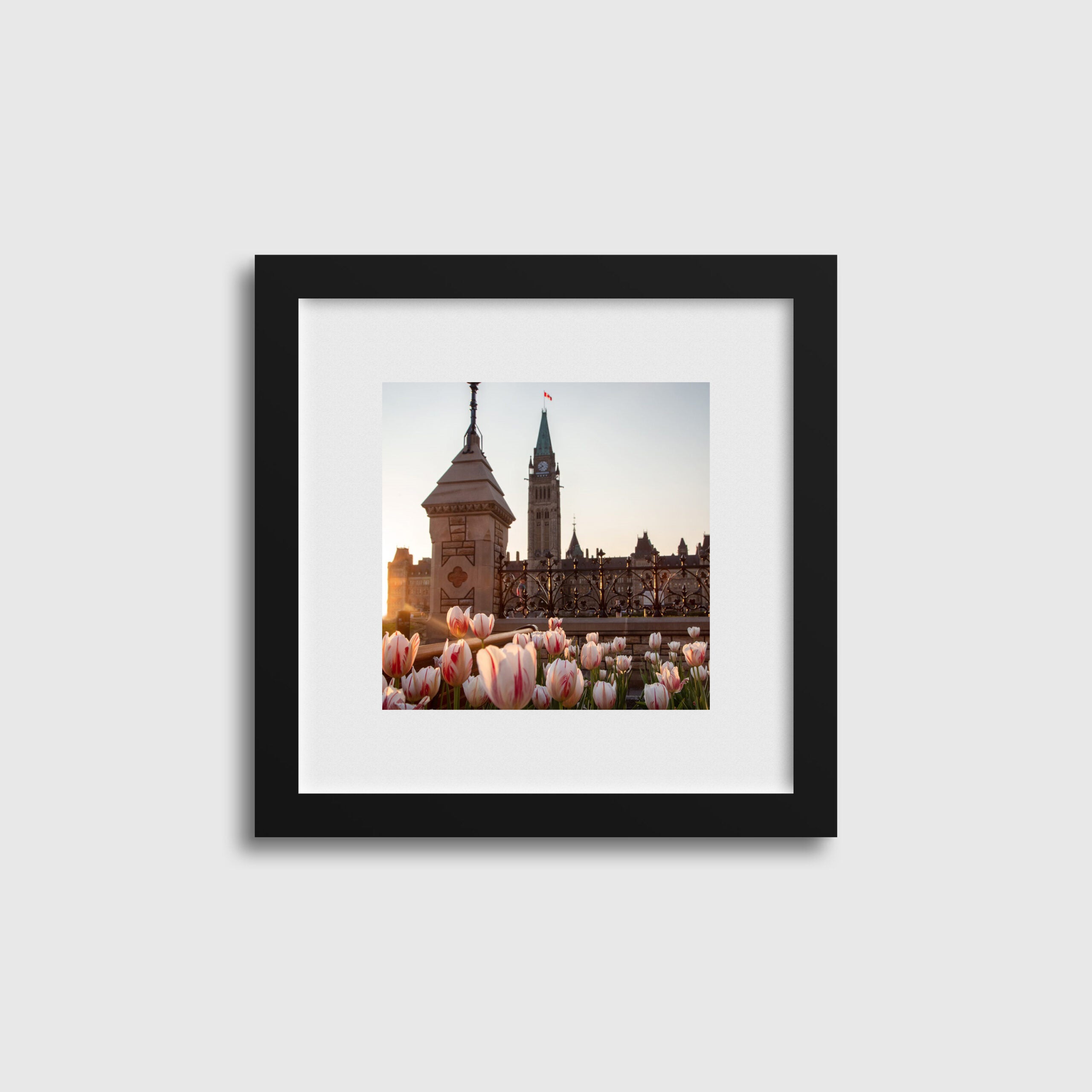 Sunset Tulips By Parliament