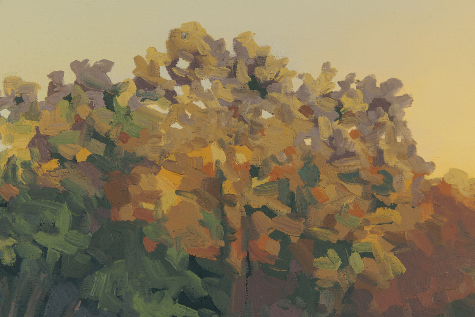 Echoes Of Sunshine