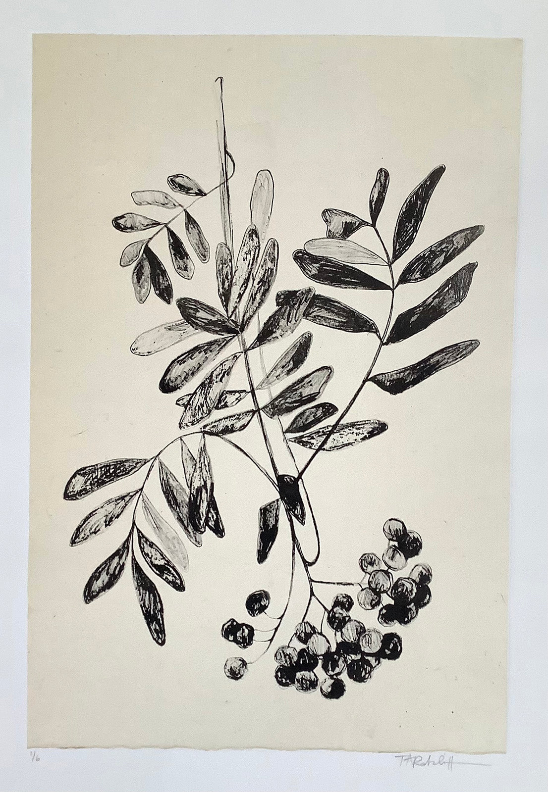 Nature “Mountain Ash Berries II” by Tammy Ratcliff – lithography with chine colle.