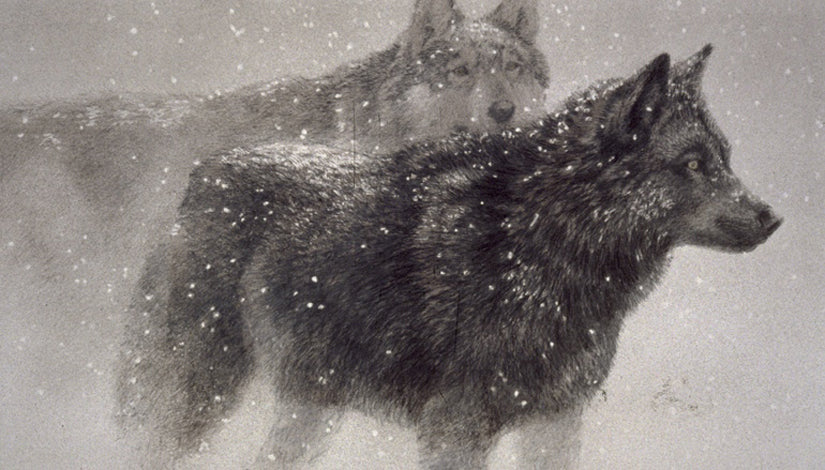 Wolf Pair In Winter CE 125/200