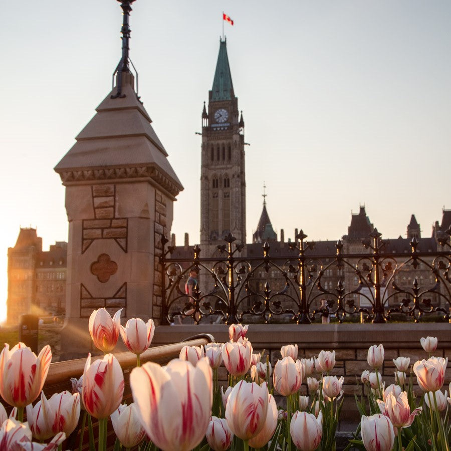 Ottawa “Sunset Tulips By Parliament” by Ottawa – giclee on paper.