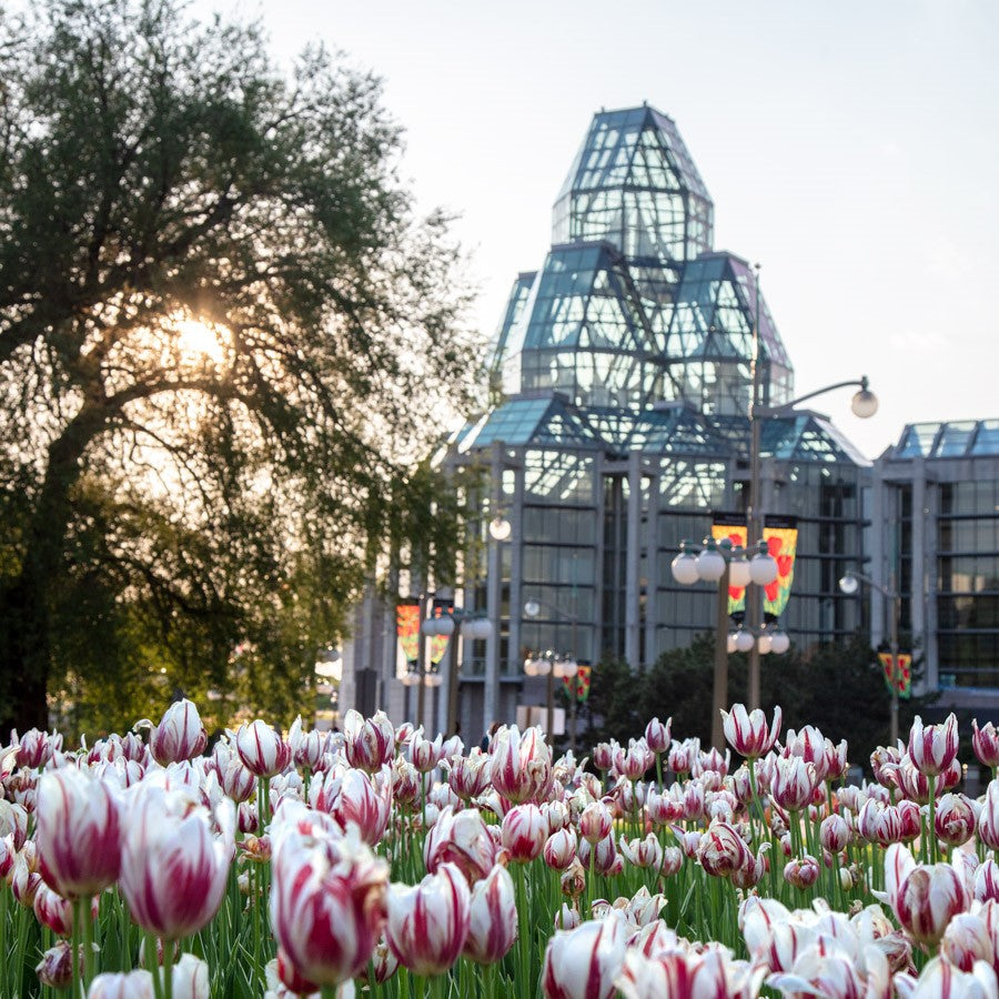 Ottawa “Tulips By The National Art Gallery” by Ottawa – giclee on paper.