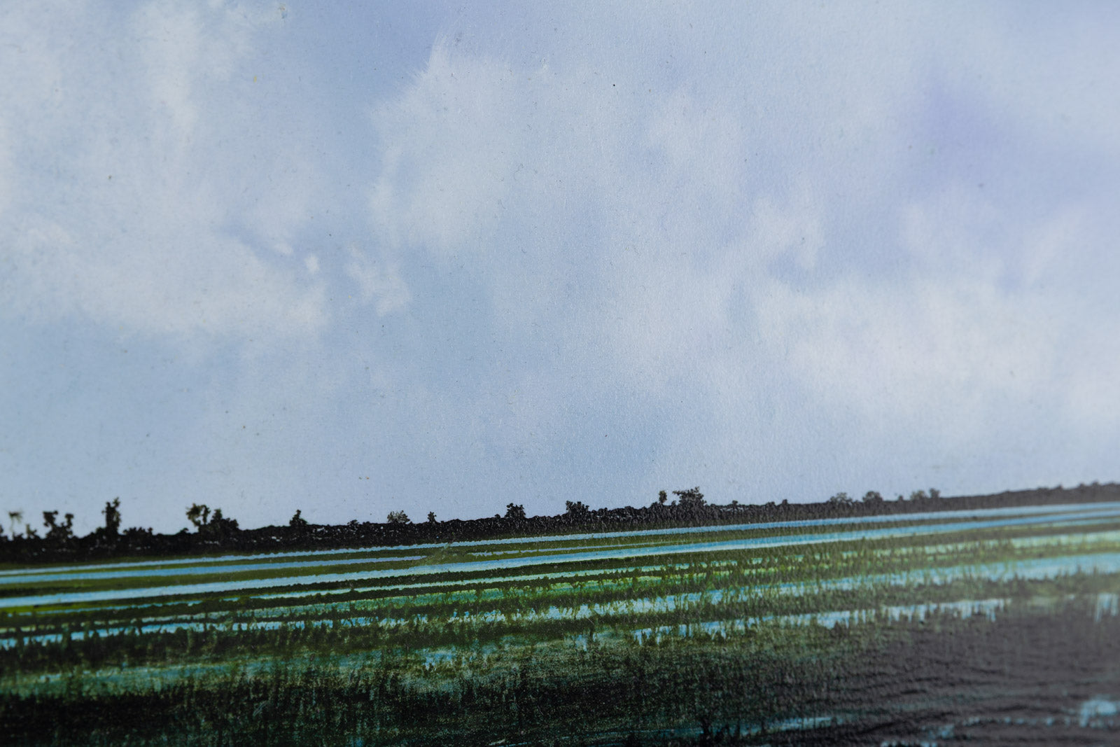 Wetland 828