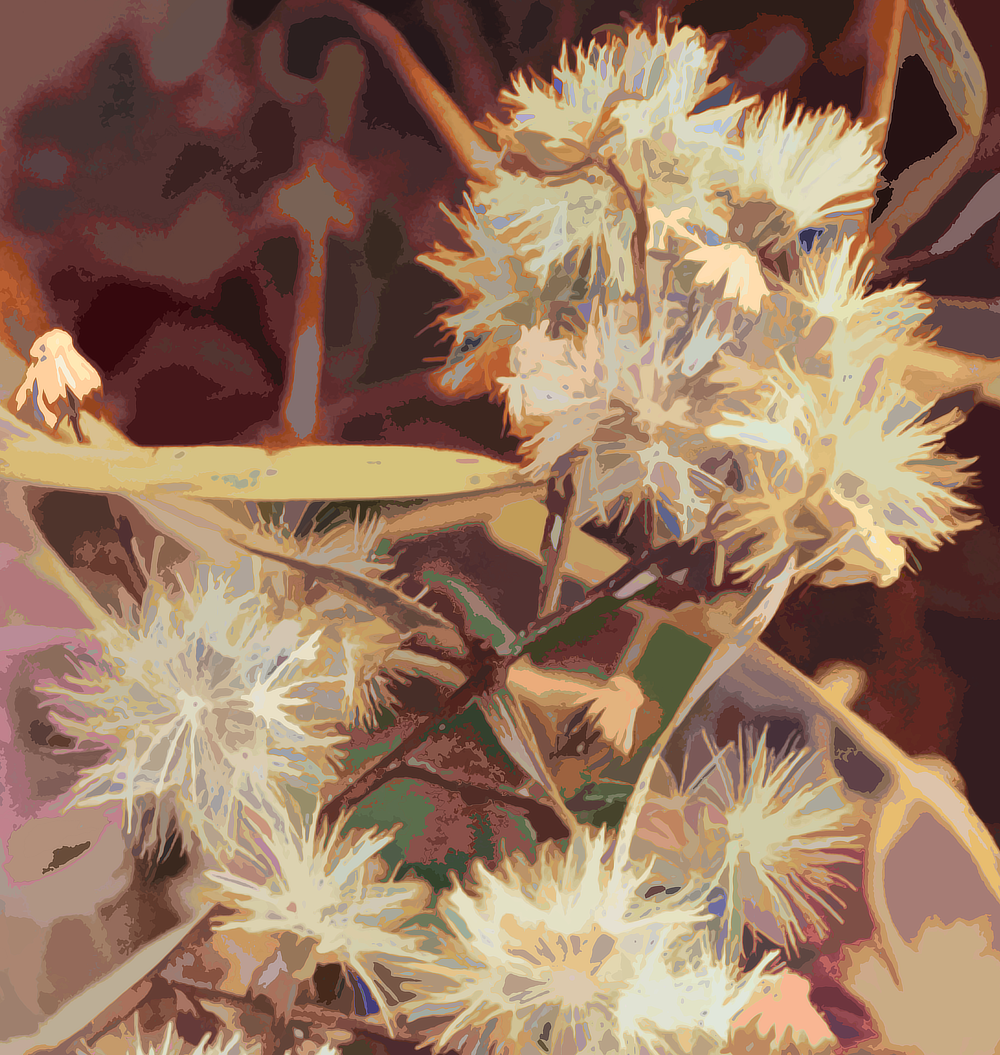 Martin Brooks, "Wild New York Aster," computational photography, giclée on cotton rag paper, 16 x 15 in, digital nature limited edition print, framed