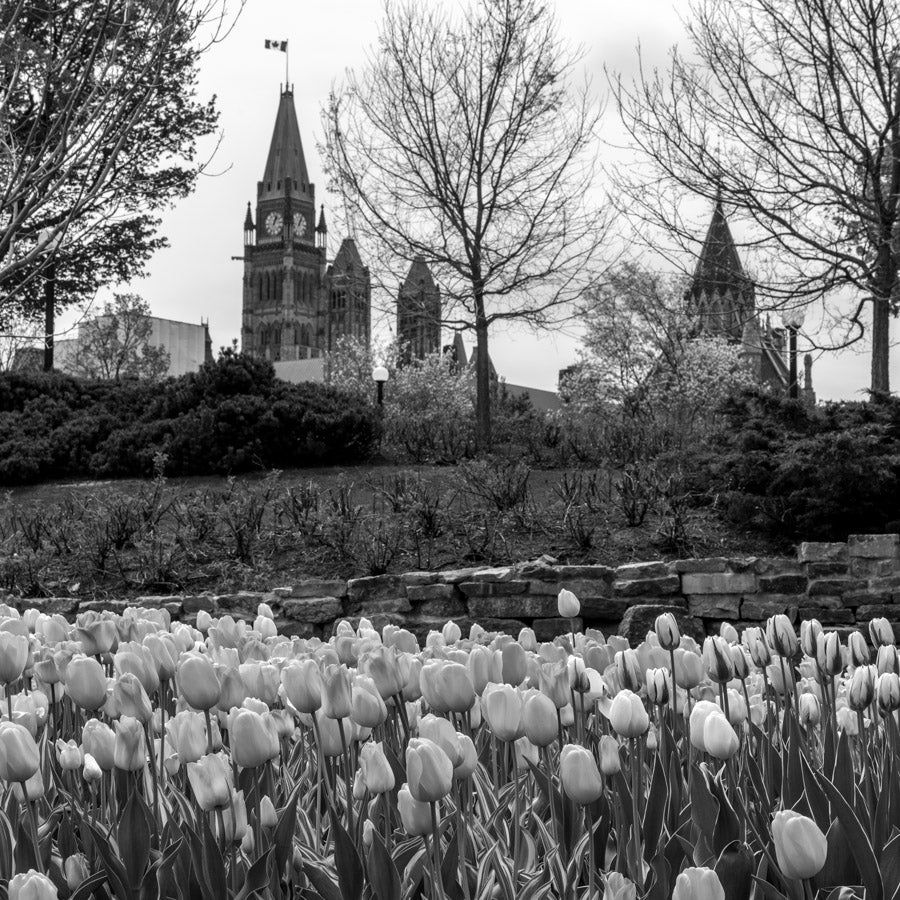 Cityscape “Tulips By Major's Hill Park BW” by Ottawa – giclee on paper.