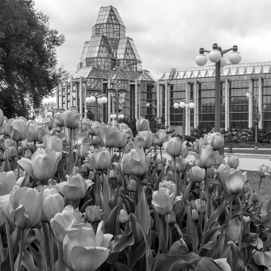 Cityscape “Tulips By National Gallery BW” by Ottawa – giclee on paper.