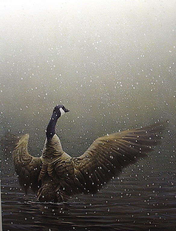Birds “Stretching Canada Goose” by Robert Bateman – offset lithograph.