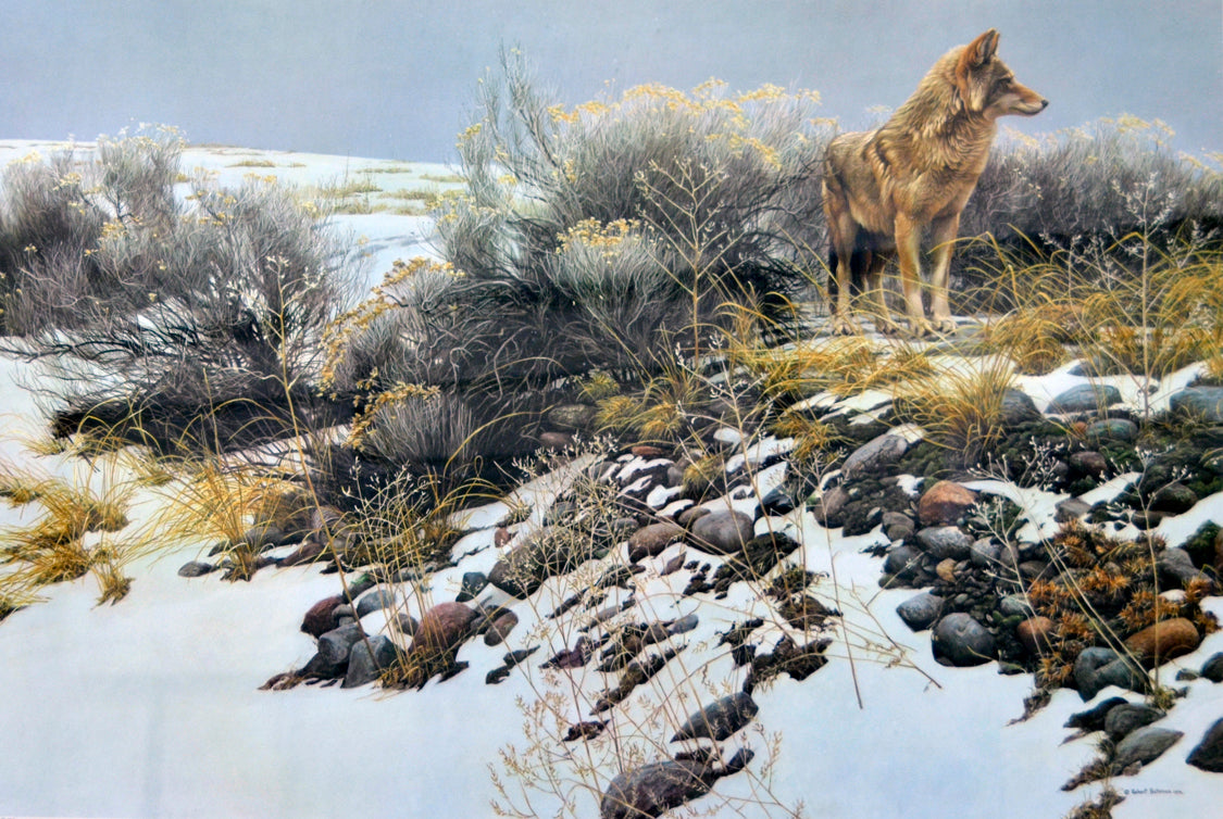 Animals “Coyote In Sage” by Robert Bateman – offset lithograph.