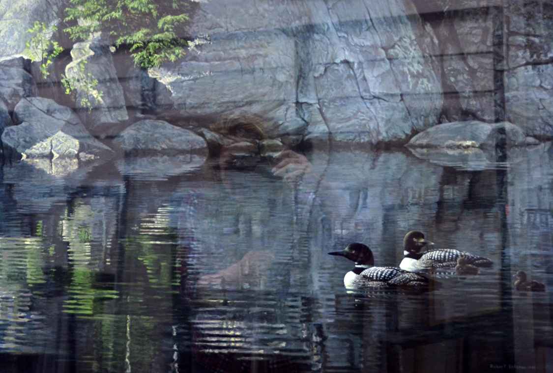 Birds “Northern Reflections” by Robert Bateman – offset lithograph.