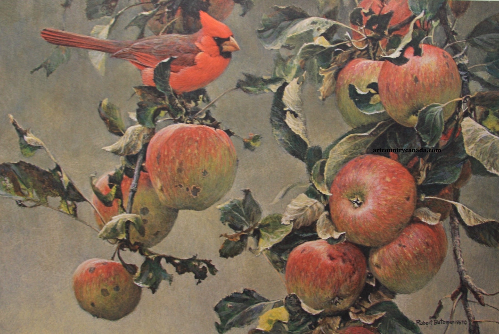 Birds “Cardinal & Wild Apples” by Robert Bateman – offset lithograph.