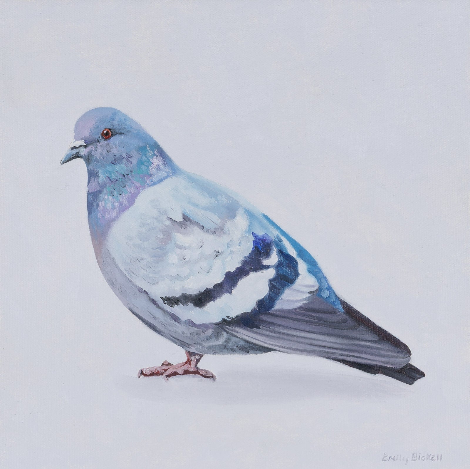 Rock Pigeon III