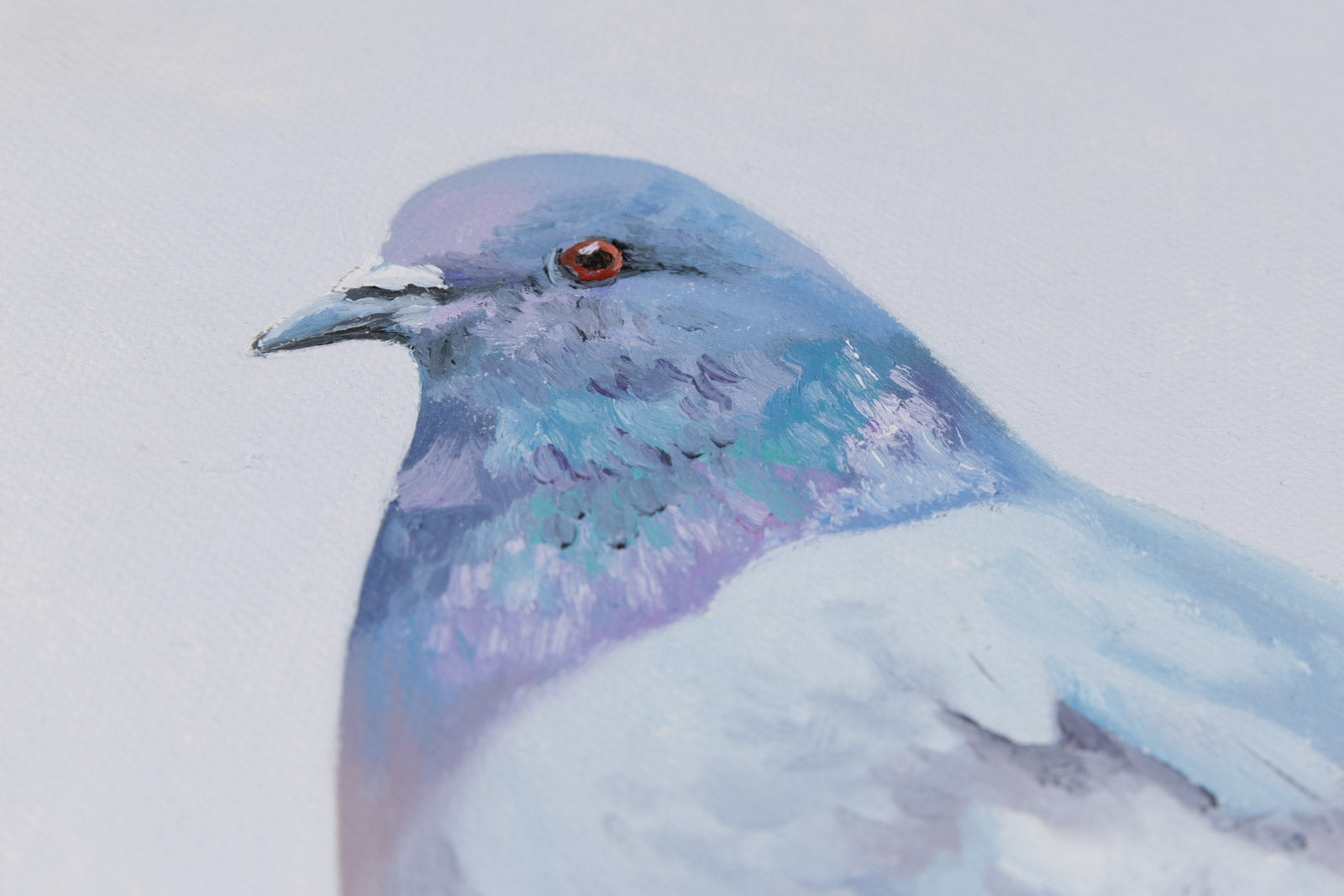 Rock Pigeon III
