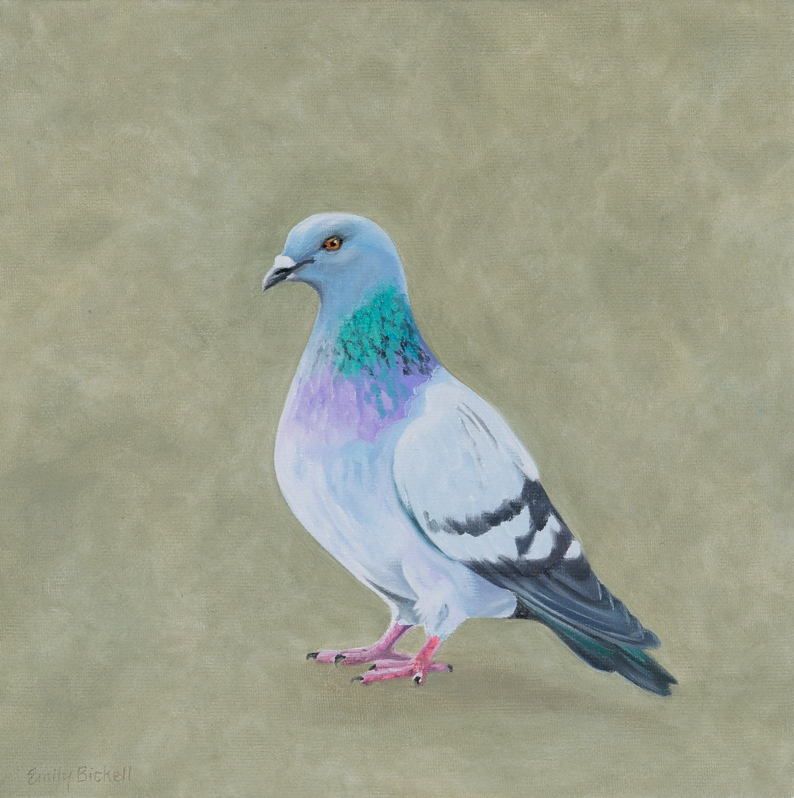 Rock Pigeon 11
