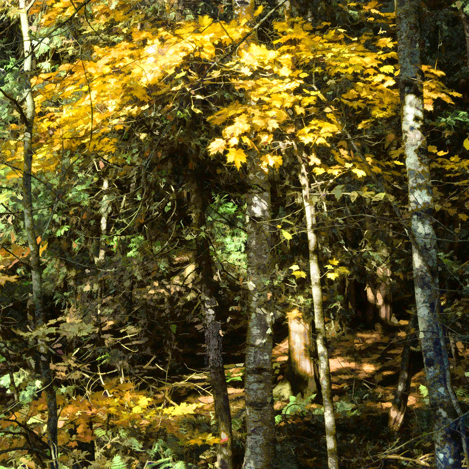 Nature “Forest Light #2, Middle View” by Martin Brooks – archival ink on paper.