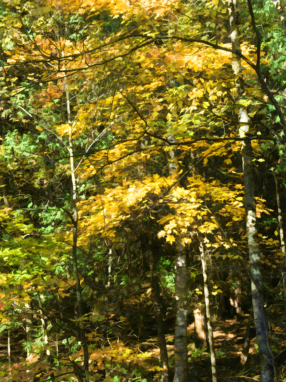 Nature “Forest Light #2, Far View” by Martin Brooks – archival ink on paper.