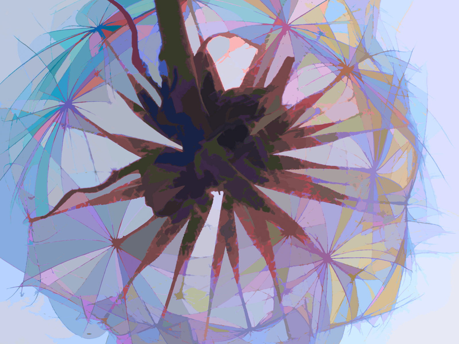Nature “Yellow Goatsbeard #2” by Martin Brooks – digital print on paper.
