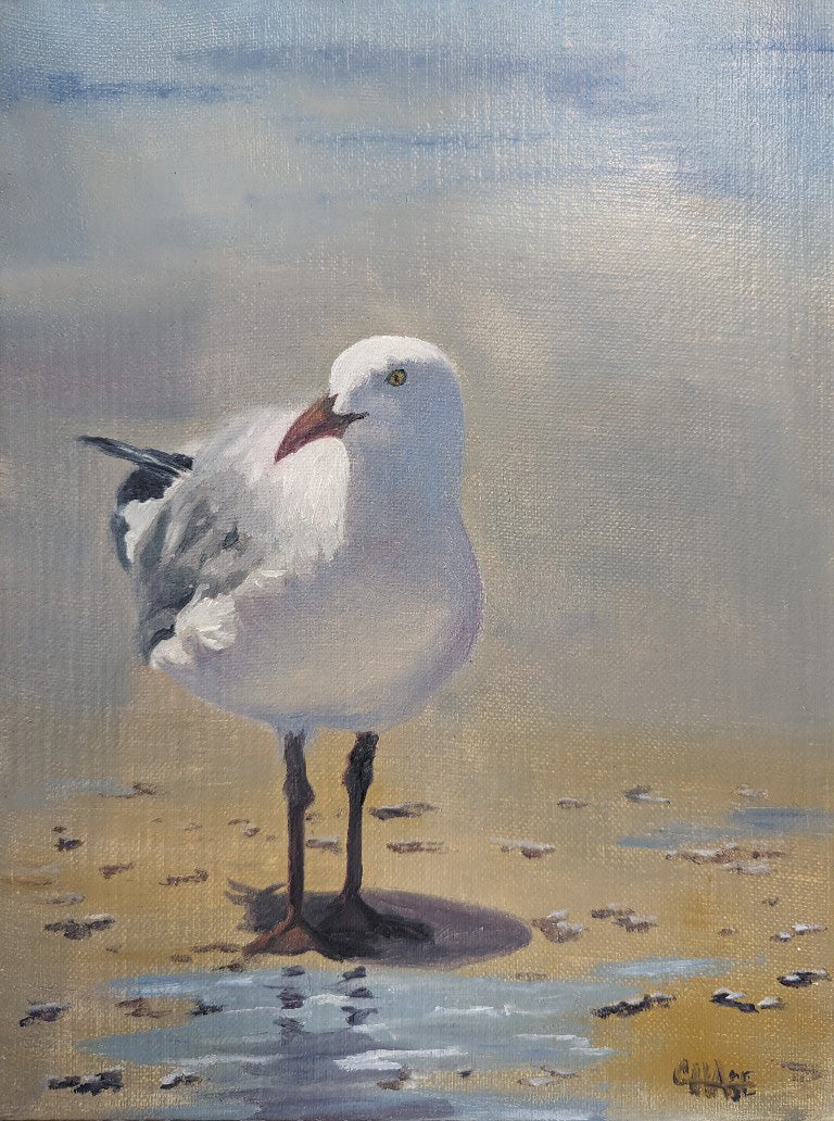 Seagull