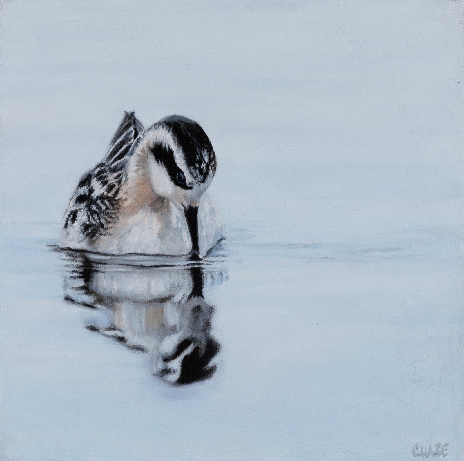Red Necked Phalarope