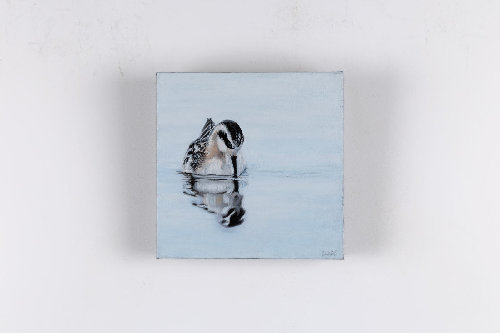 Red Necked Phalarope