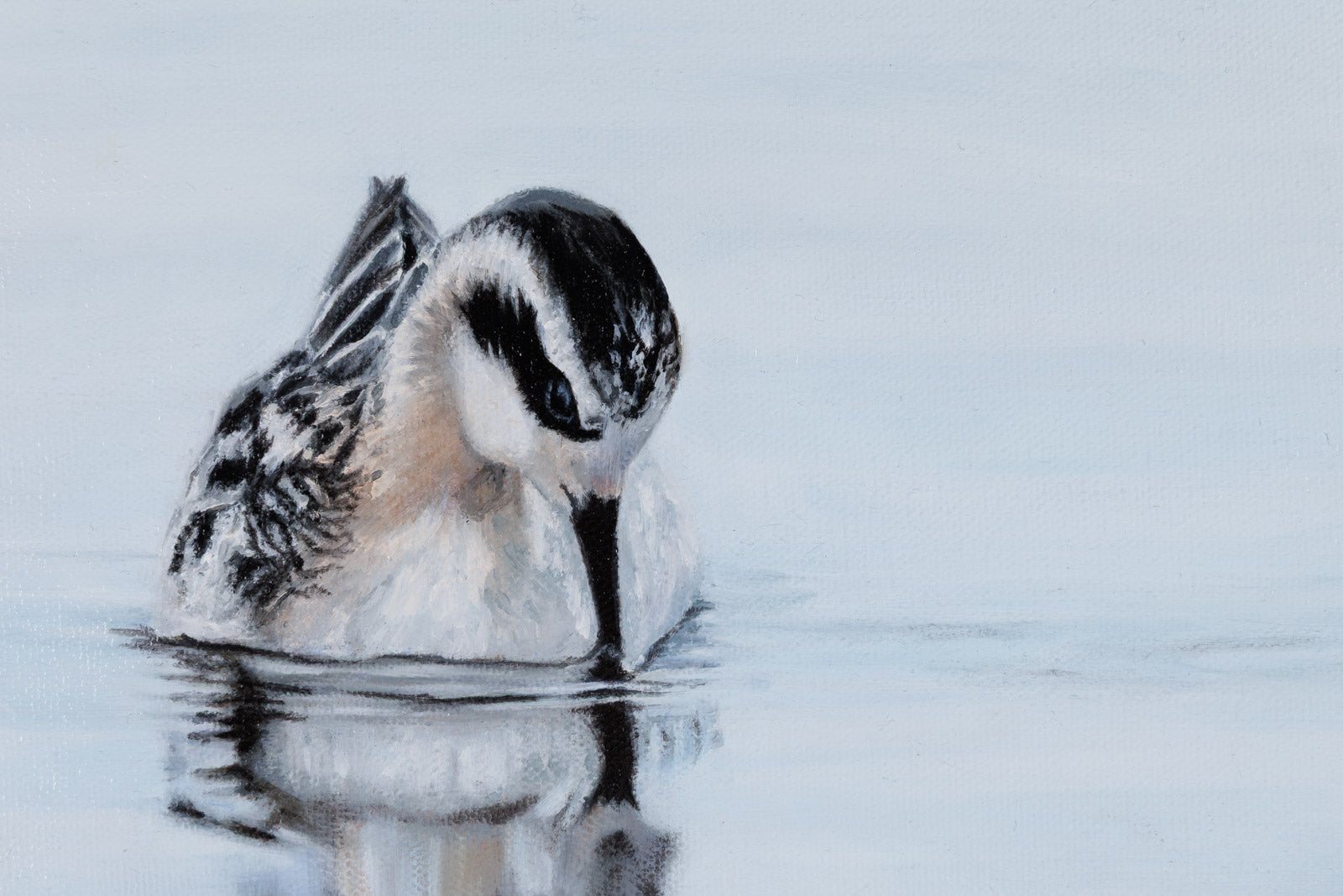 Red Necked Phalarope