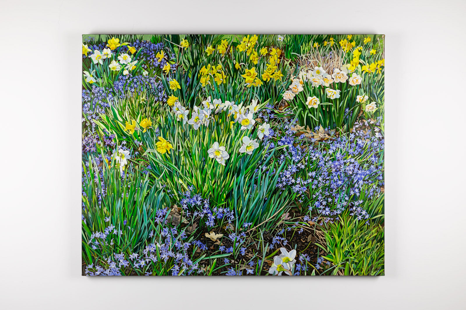Scilla & Daffs