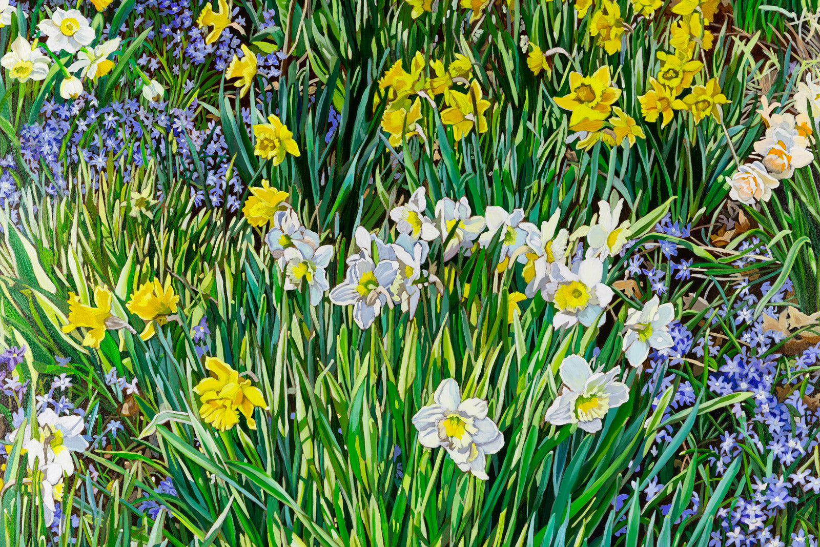 Scilla & Daffs
