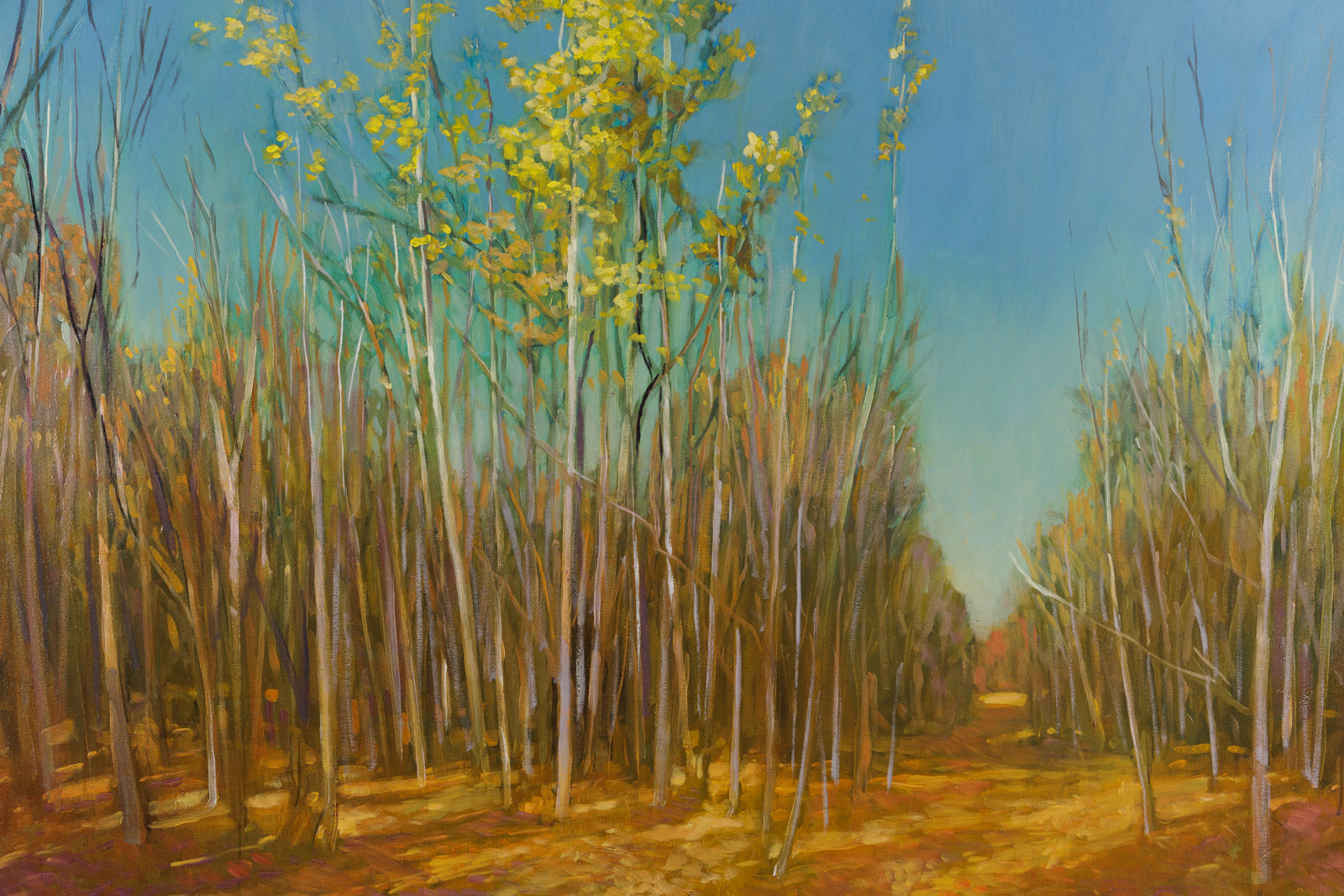 Birch Stand