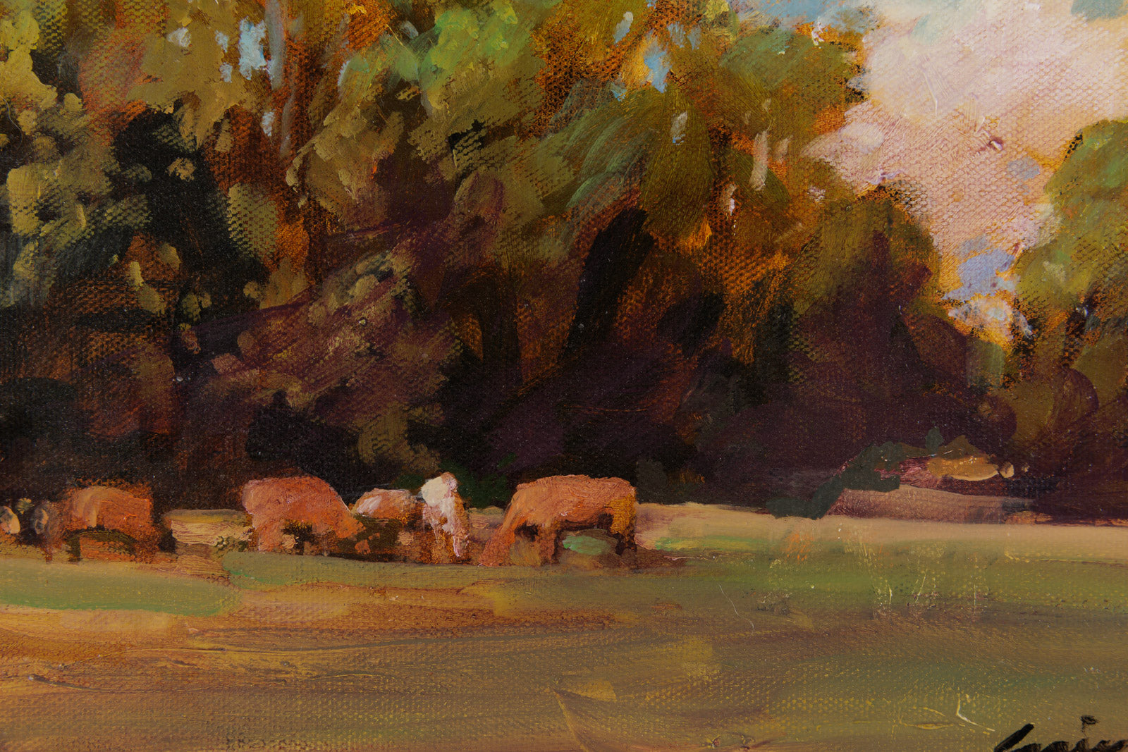 Cows Grazing