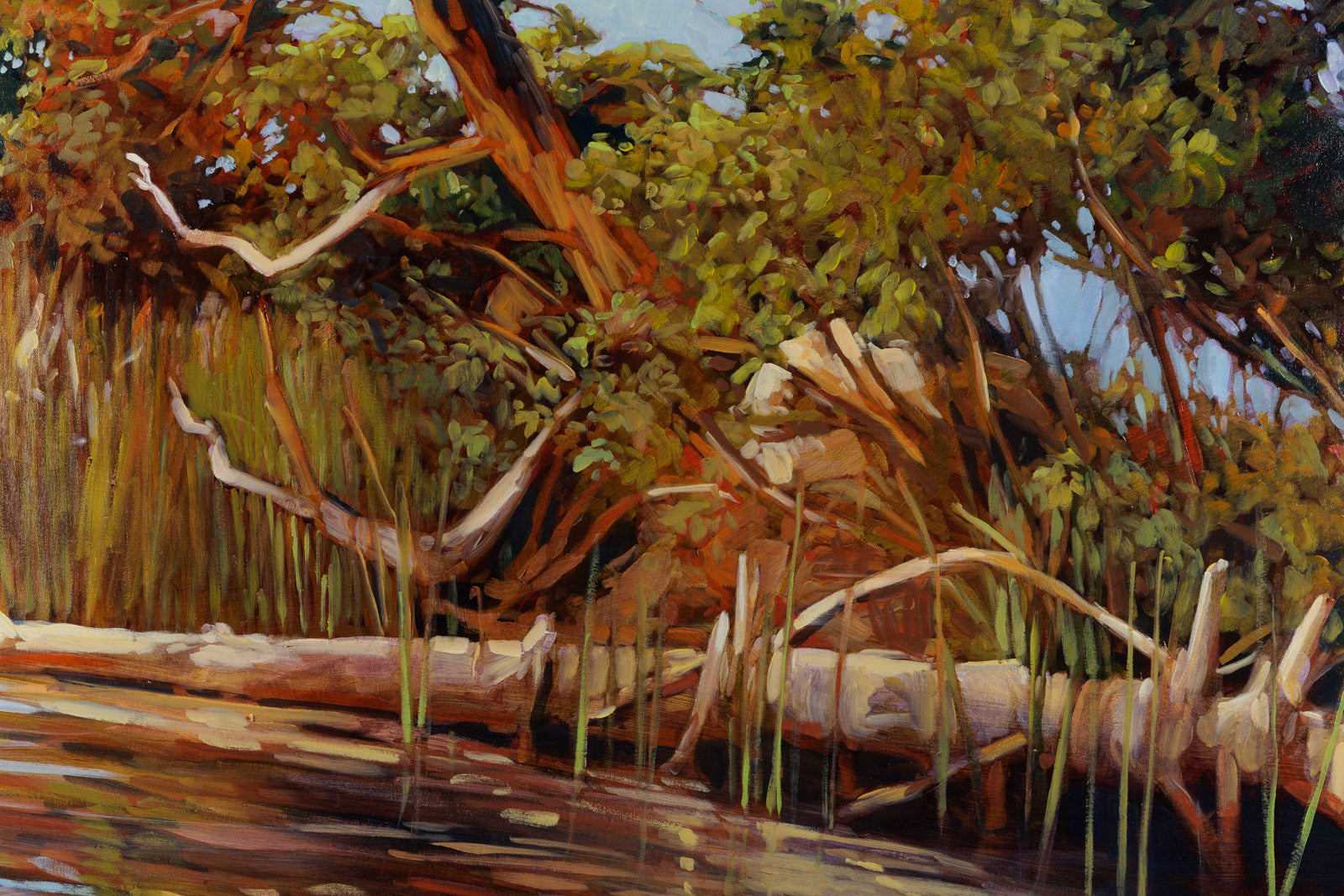 Windswept Trees, Otter Lake