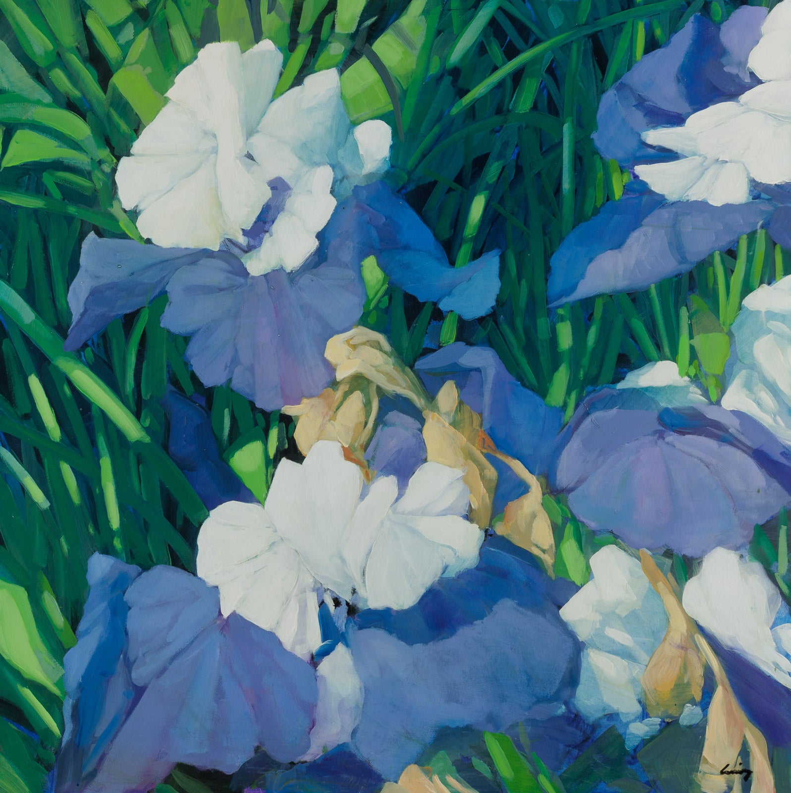 Mauve Irises