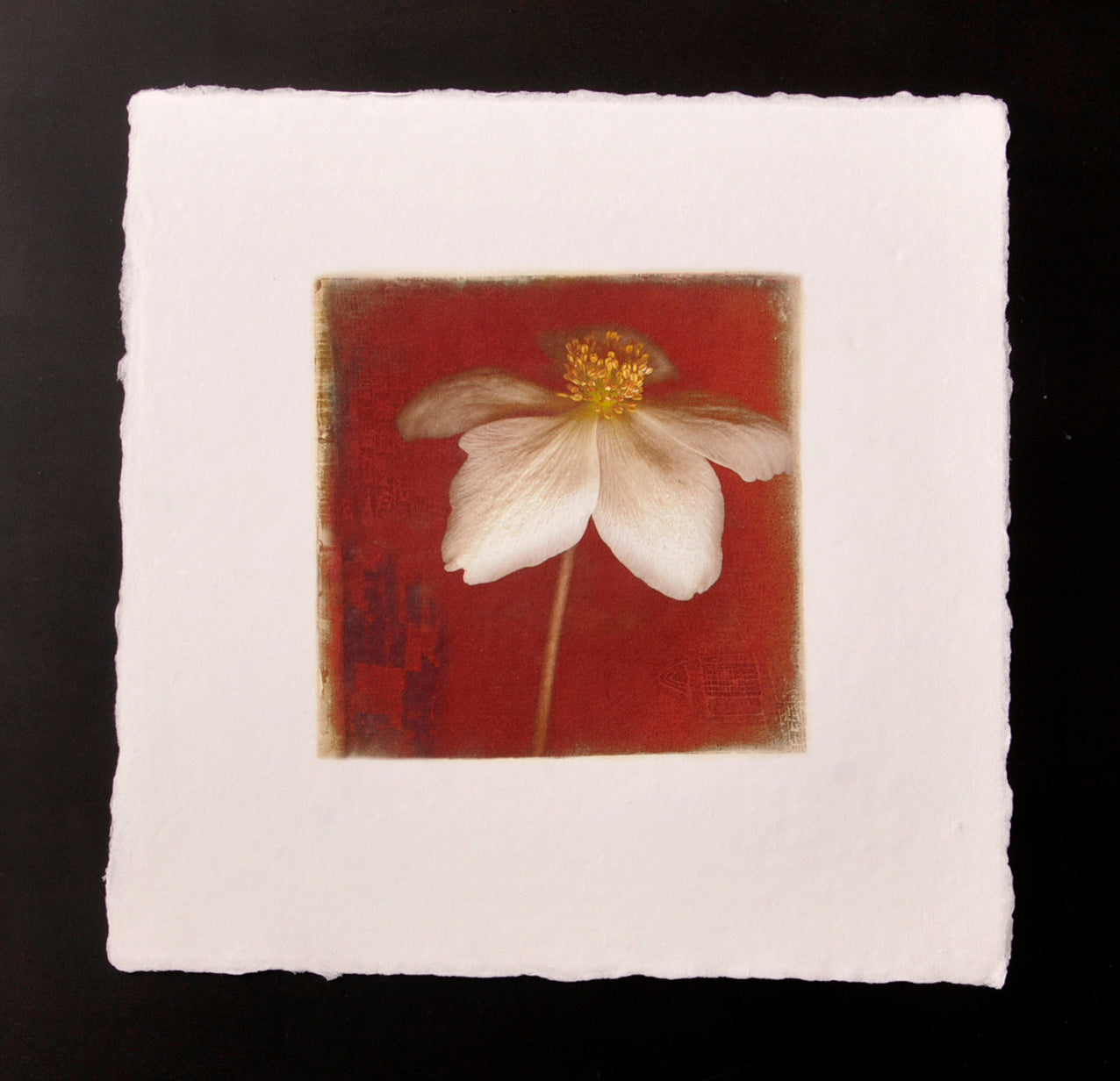 Floral “Single Anemone” by Rick Filler – inkjet giclee on handmade paper.