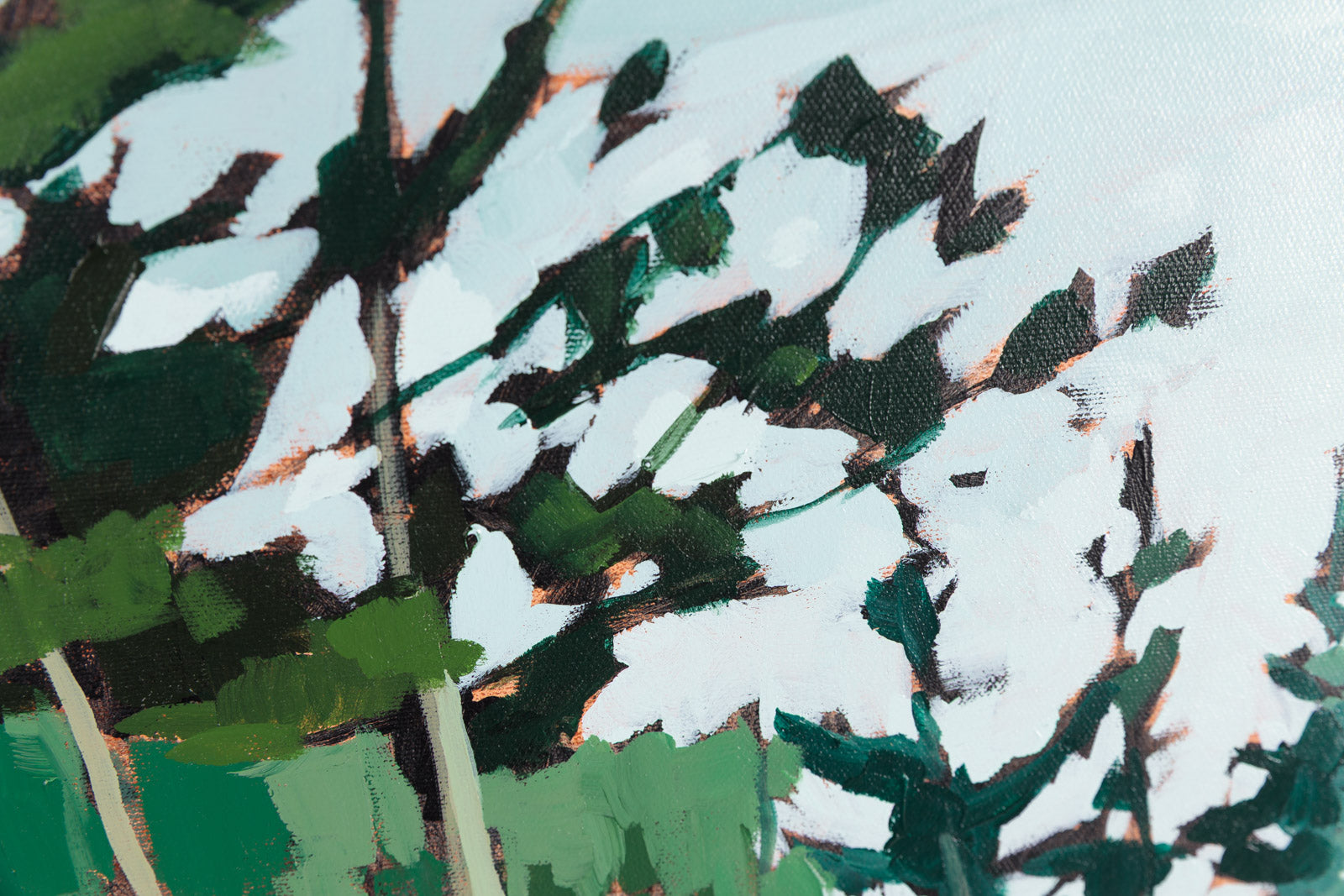Cedars Swoop & Sway