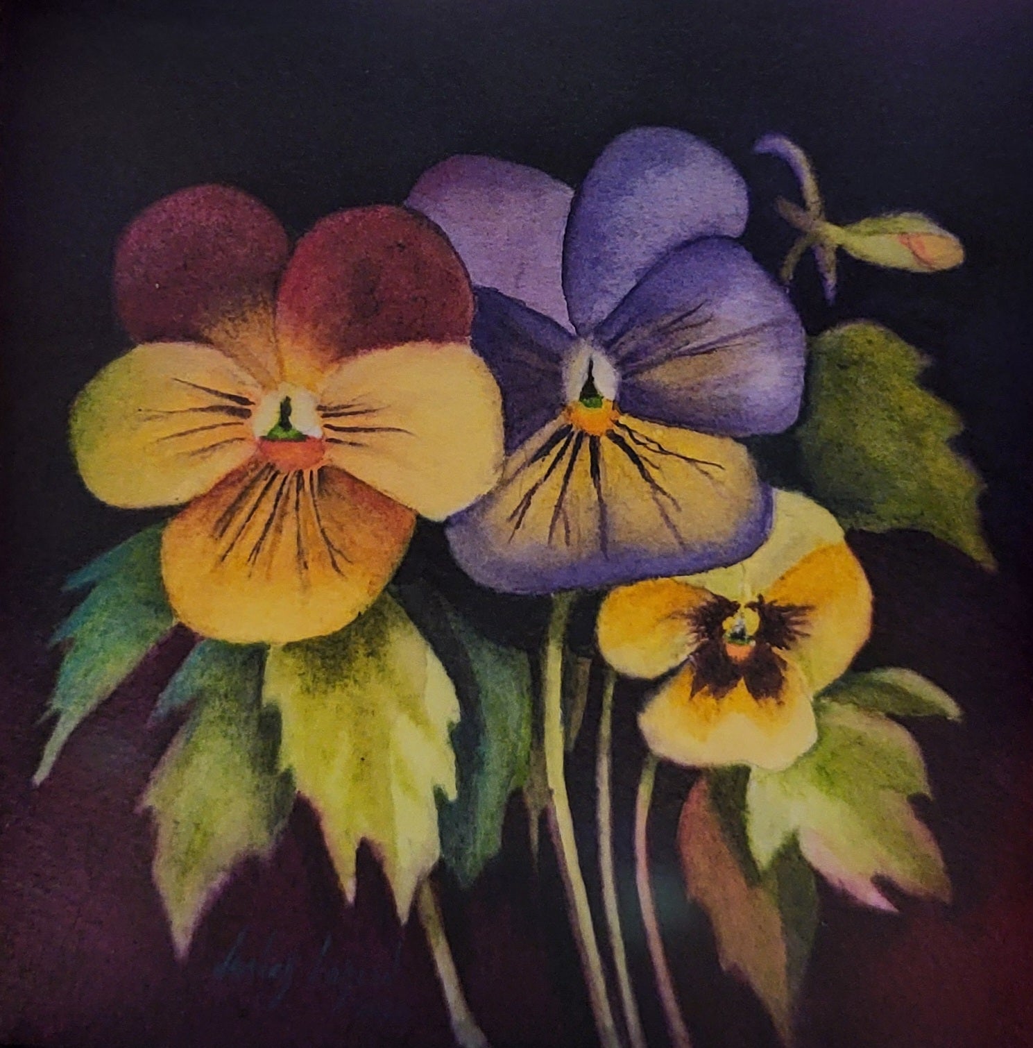 Pansies
