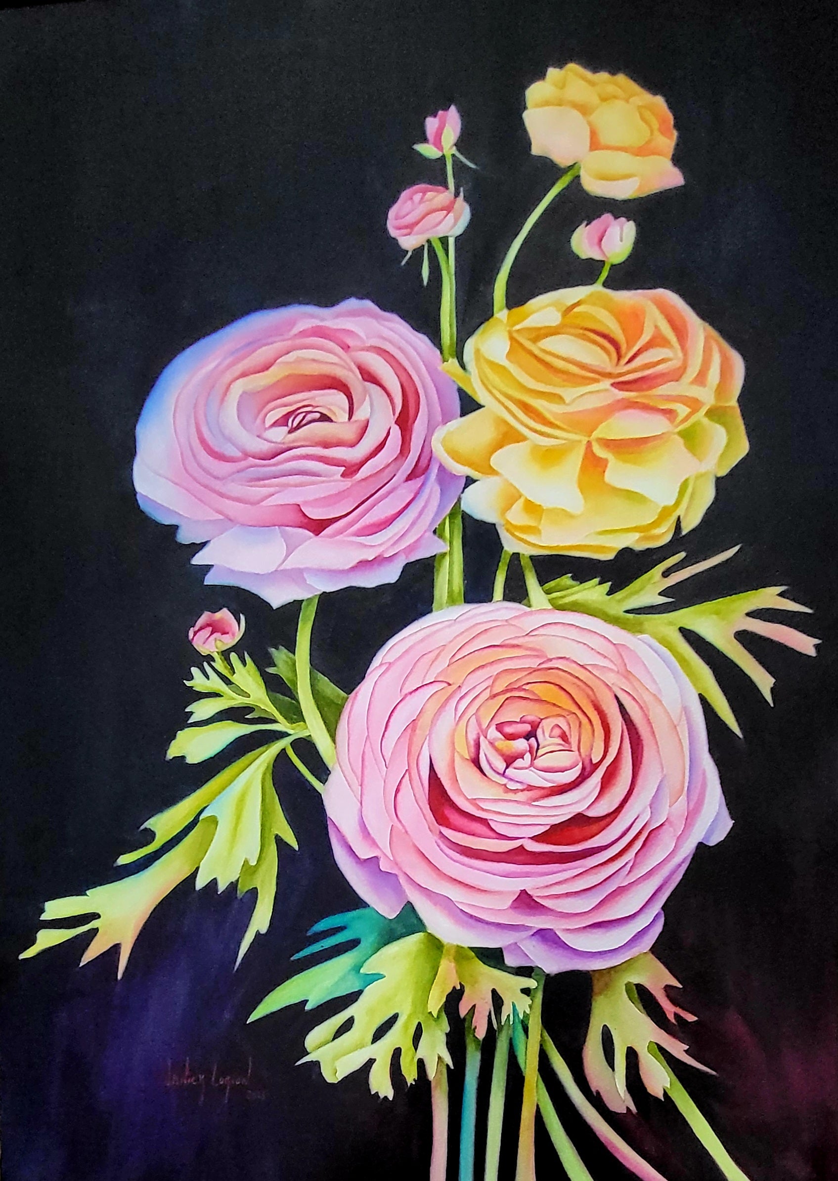 A Ranunculus Tale