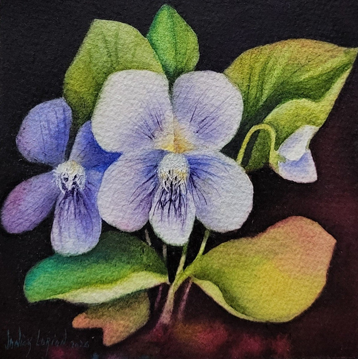 Wild Violets II
