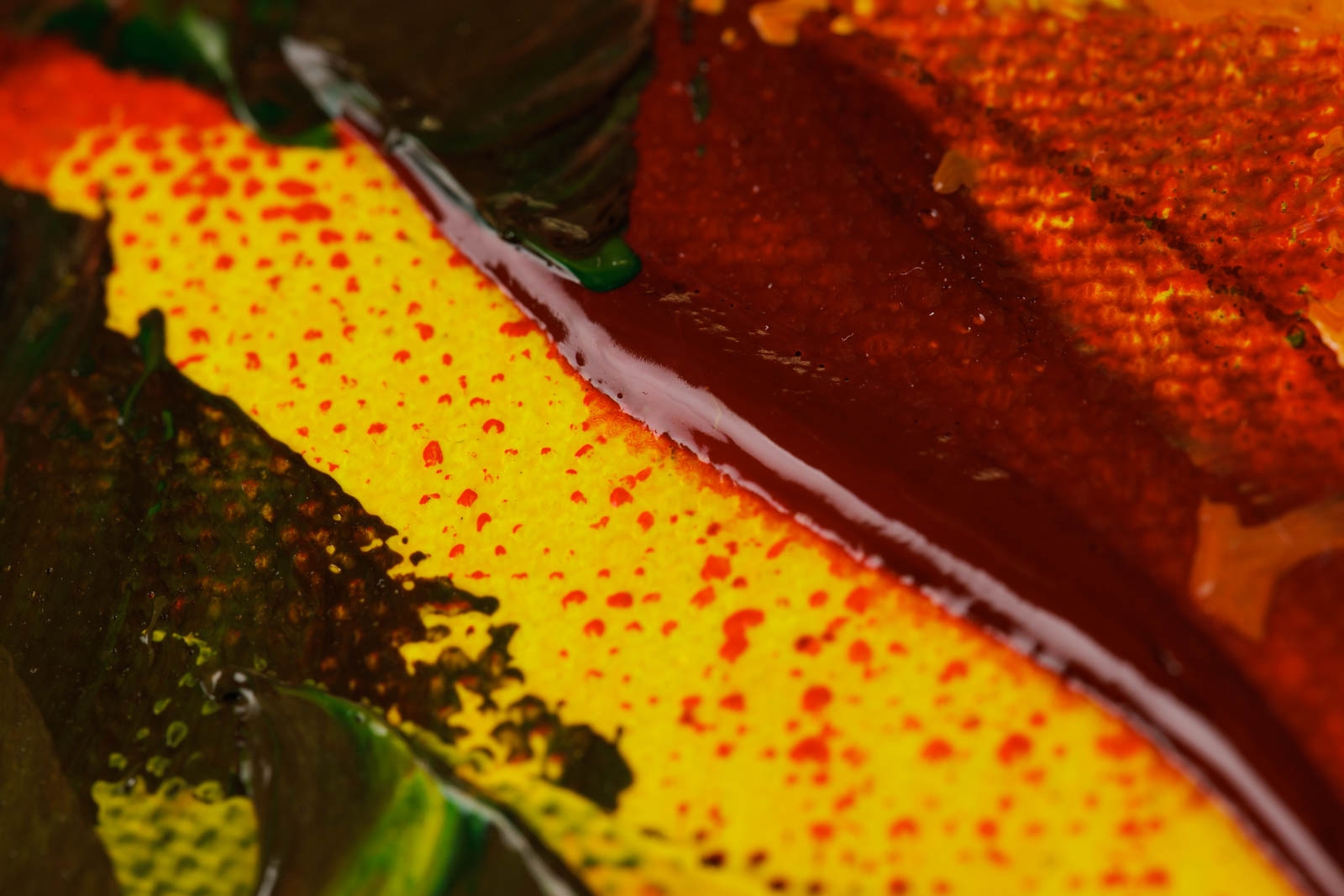 Rocky Shore In Algonquin