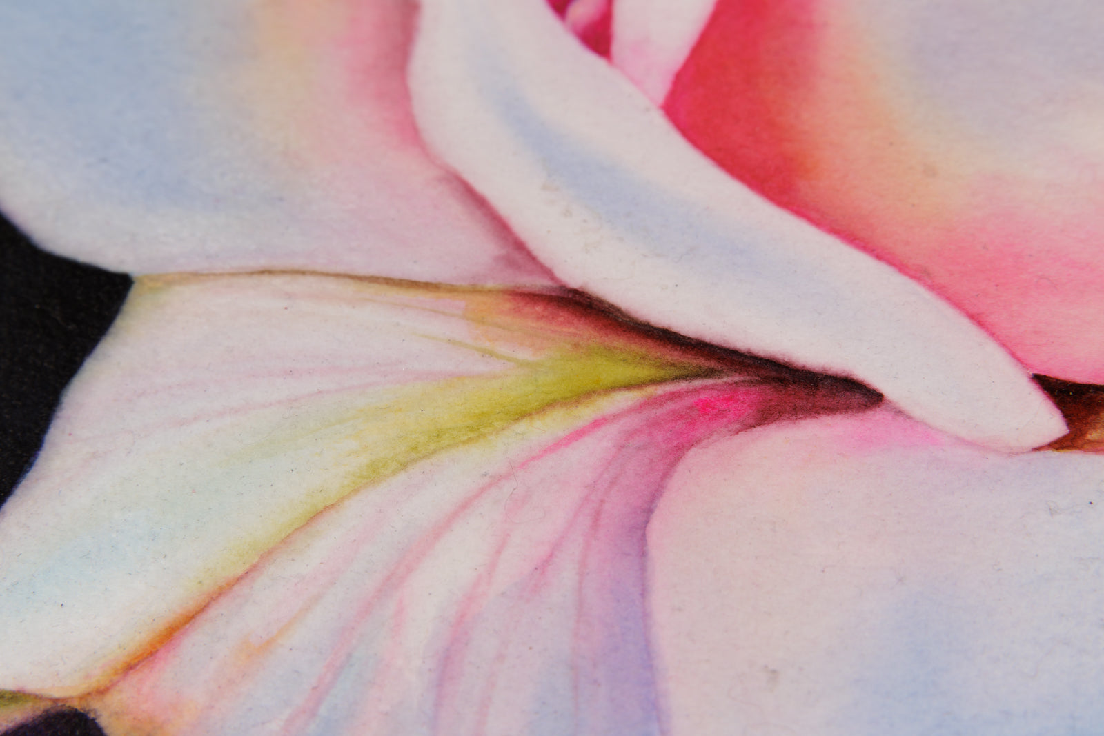 Lumiere De Rose