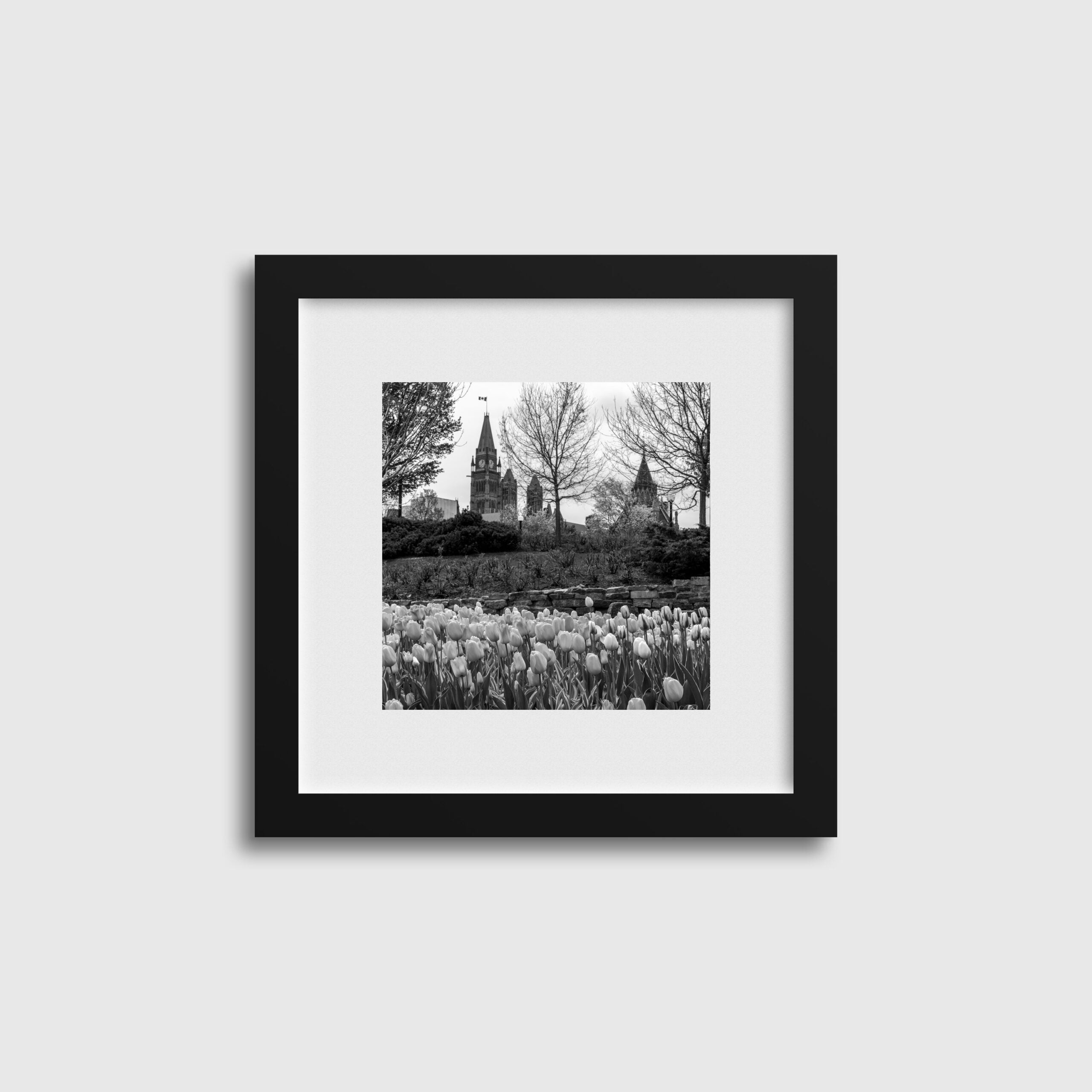 Tulips By Major's Hill Park BW